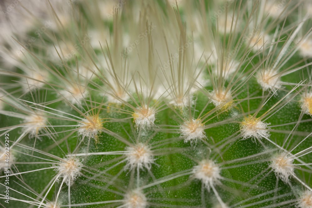 closeup of the top of a small potted cactus closeup of the top of a small potted cactus