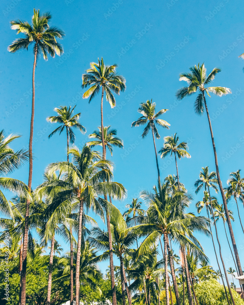 Tall green palm trees with bright blue sky