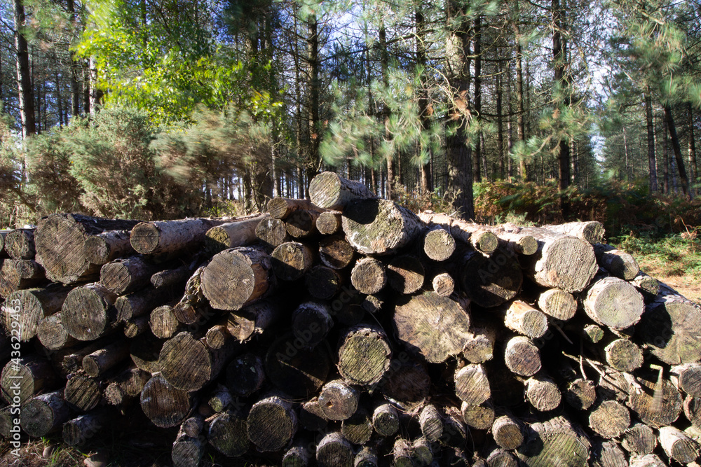 pile of cut logs with pine trees in the background