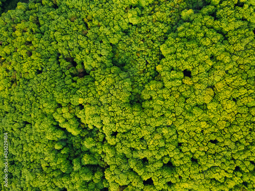 Summer forest. View from above