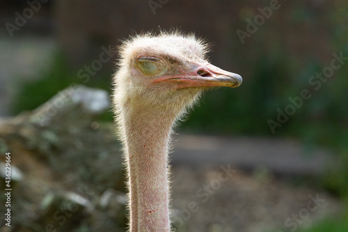 Red-necked Ostrich (Struthio camelus camelus) profile shot of a single adult red necked Ostrich with eyes closed