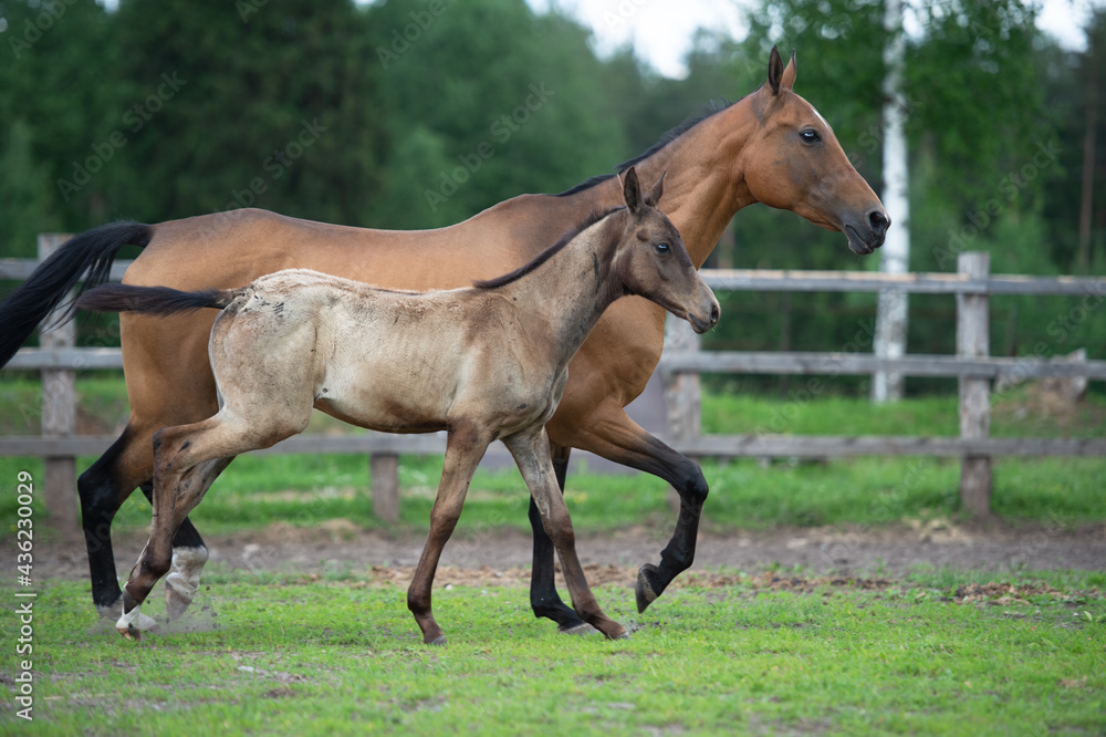 running purebred akhalteke dam with foal in the paddock running purebred akhalteke dam with foal in the paddock