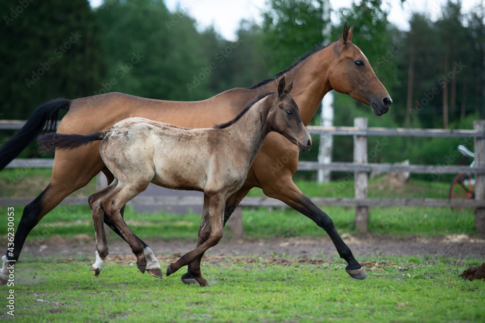 running purebred akhalteke dam with foal in the paddock