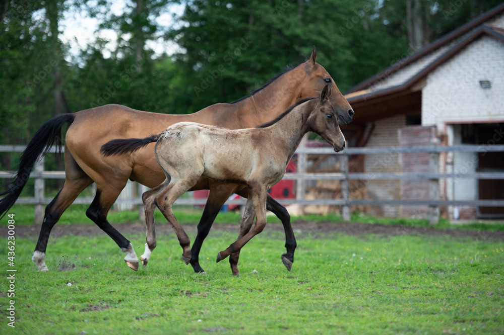 running purebred akhalteke dam with foal in the paddock running purebred akhalteke dam with foal in the paddock