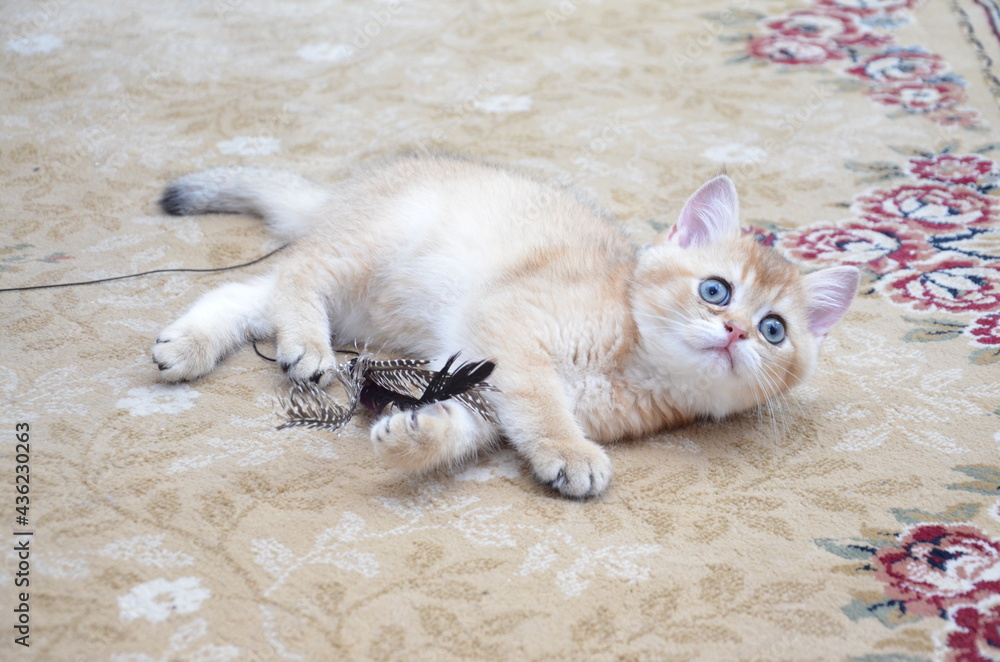 british shorthair kitten, BKH Kitten british shorthair kitten, BKH Kitten