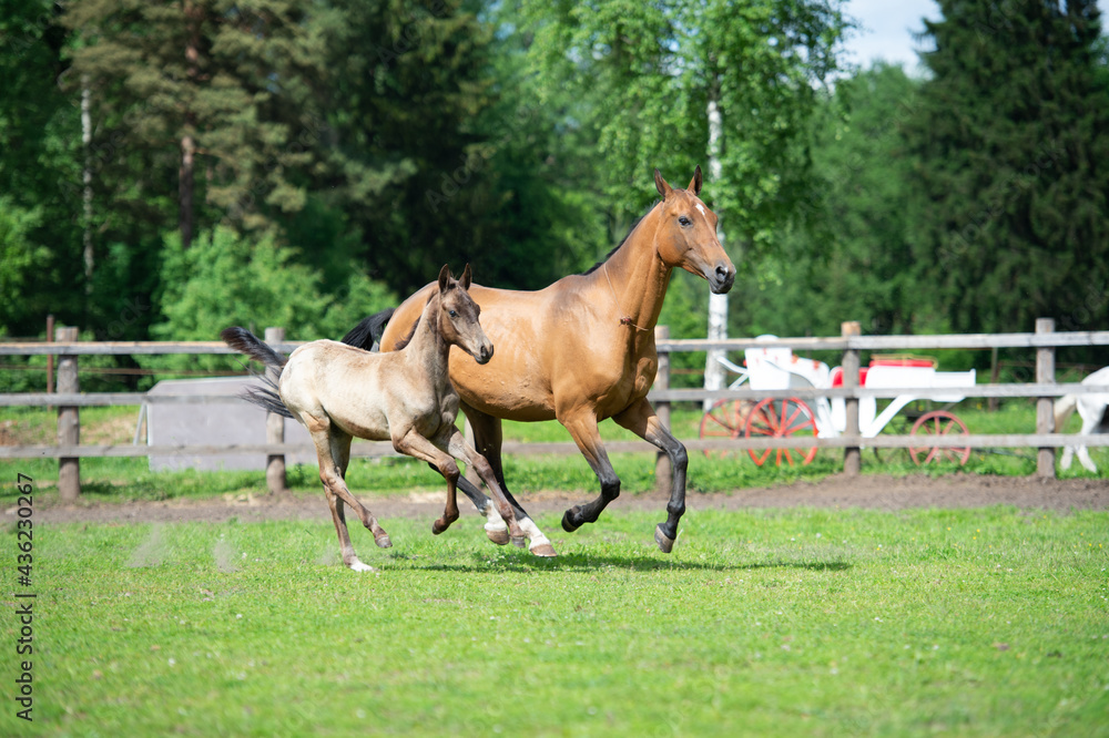 running purebred akhalteke dam with foal in the paddock running purebred akhalteke dam with foal in the paddock