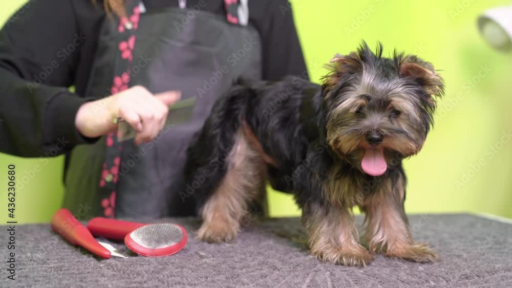 woman Groomer combs of Yorkshire Terrier after washing woman Groomer combs of Yorkshire Terrier after washing