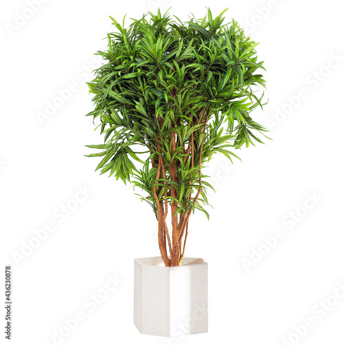Dracaena fragrans Lemon Lime  isolated in the flowerpot on a white background. House plant. Home indoor plant