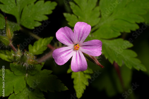 Foto Flowering Roberts geranium  with beautiful pink little flowers in the forest