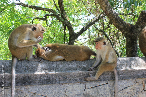 Photography Cute and funny monkeys шn Sri Lanka