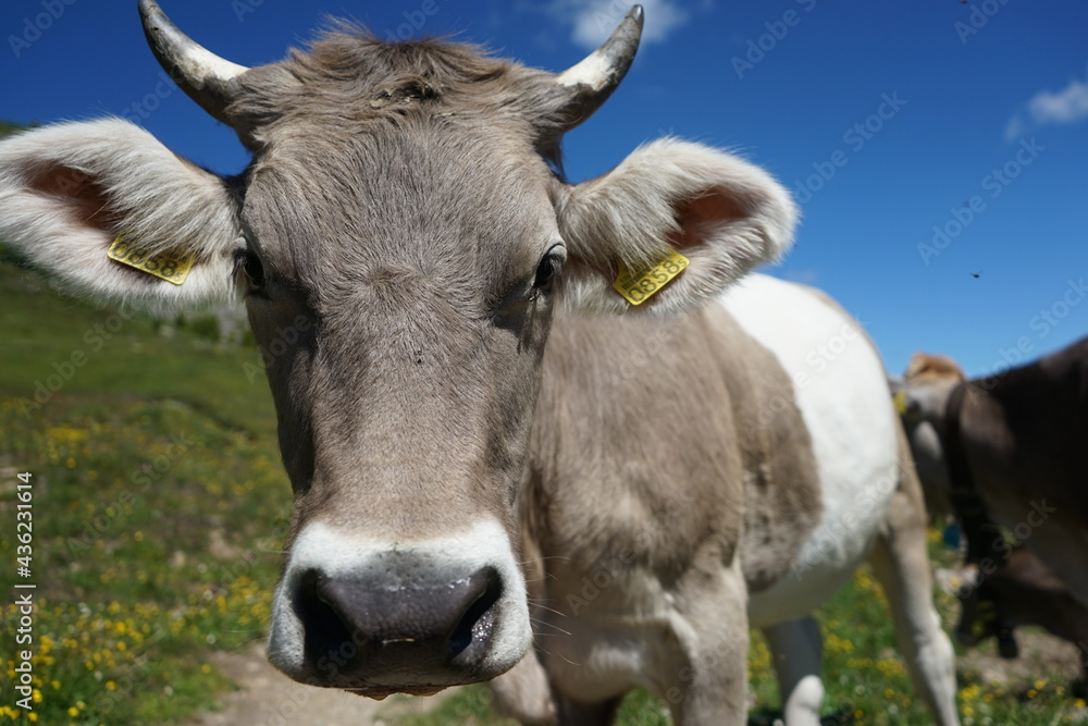 Close up of a swiss cow, portrait style, cow animal looking into the camera Close up of a swiss cow, portrait style, cow animal looking into the camera