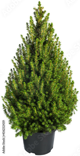 JUNIPERUS COMMUNIS CONE in pot isolated on white background. .Evergreen Outdoor plant for garden