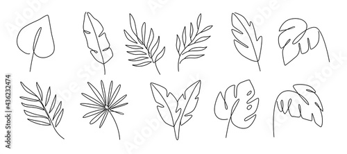 Line drawing vector leafs palm tree. Modern outline art style.