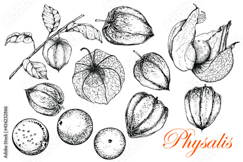 Physalis. Monochrome sketch of fruits and leaves. Vector illustration of a stock of golden berries. Vintage engraved superfood style. Hand drawn. For badge for label, poster, packaging design of vegan