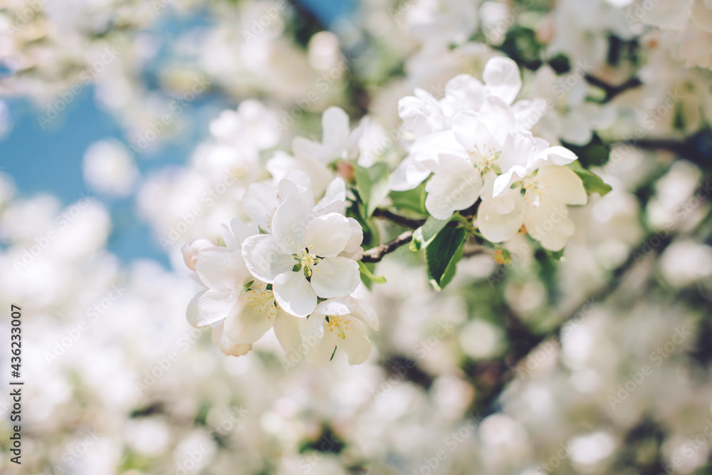 Branch of a blossoming apple tree in a spring garden. Spring blossom.