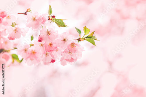 Amazing pink cherry blossoms on the Sakura tree. Beautiful spring tree. © Inna