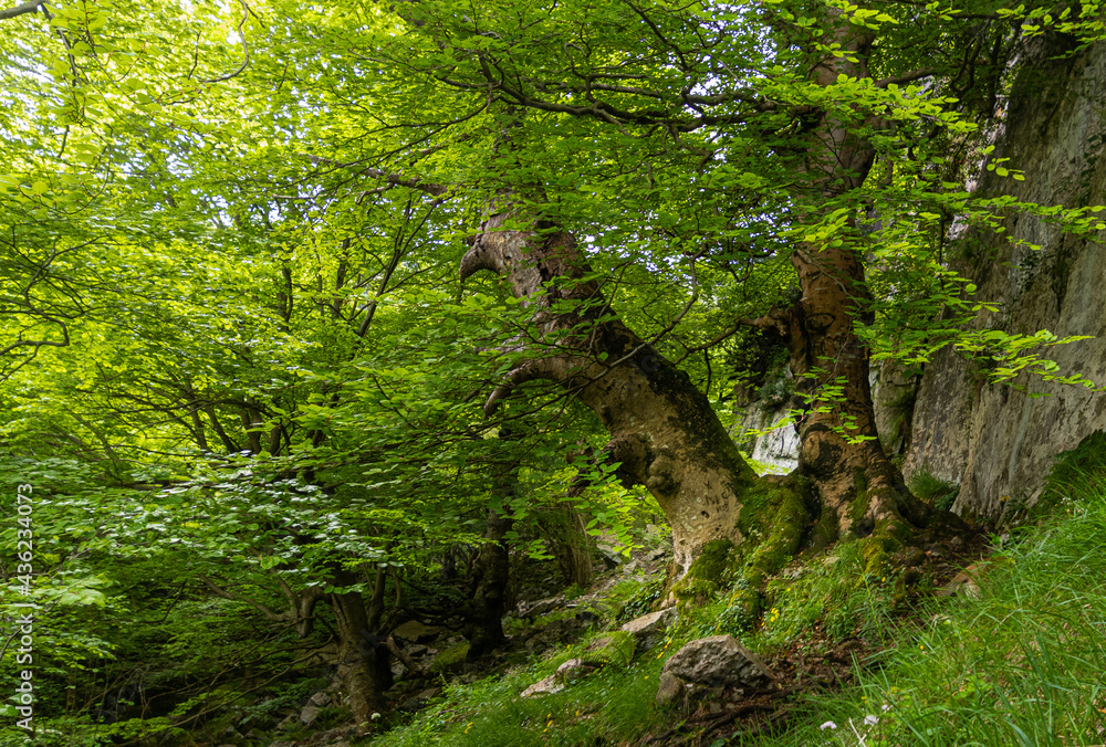 Fototapeta premium very lush forest in Cantabria