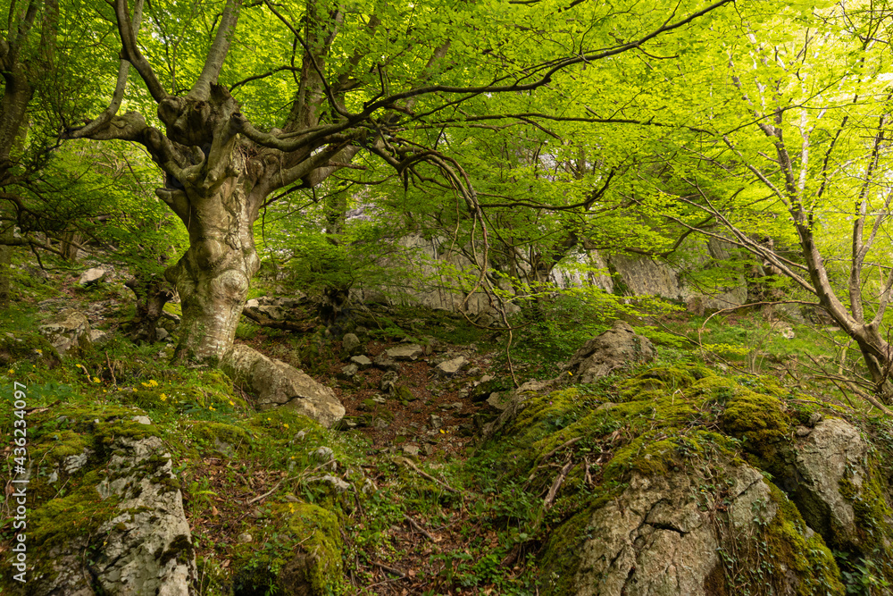 Naklejka premium very lush forest in Cantabria