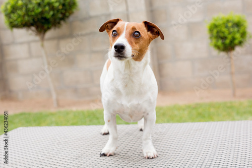 jack russell terrier sitting on the grass