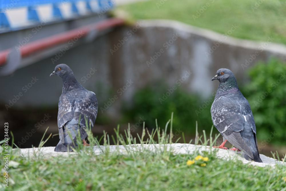 Obraz premium Two pigeons on green grass in front of the river