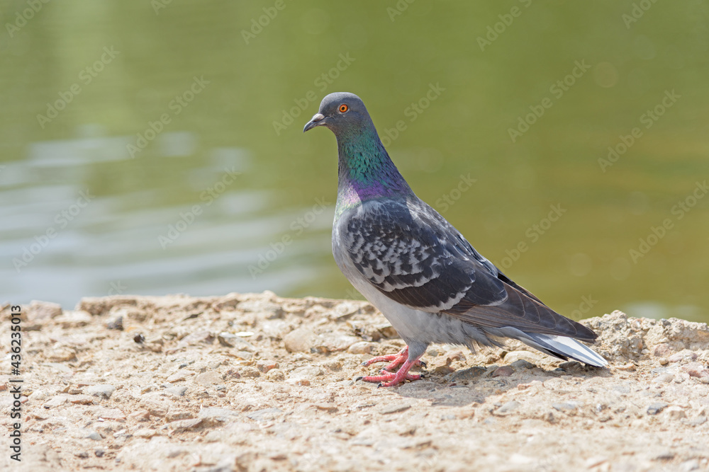 A lone dove sits on the ground on a sunny day A lone dove sits on the ground on a sunny day