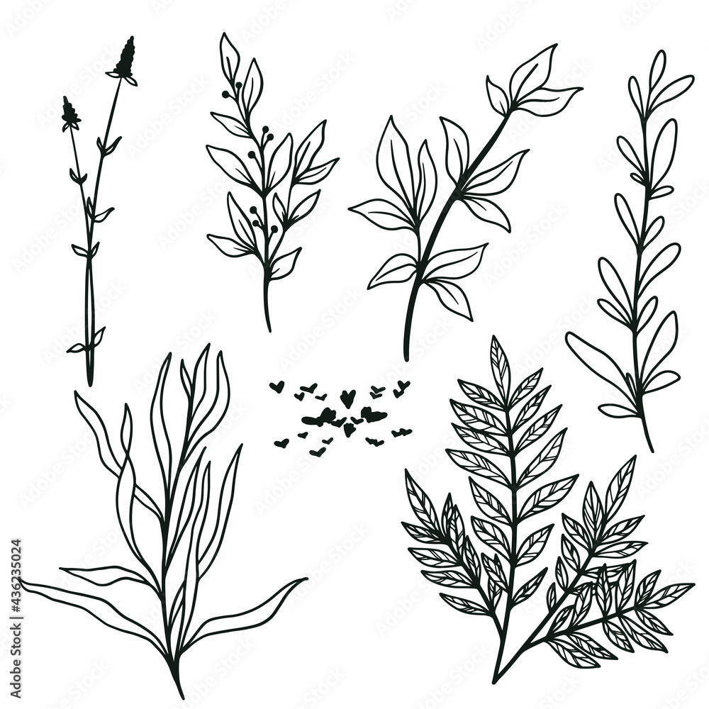Fototapeta premium Wild floral set, line art elements, hand drawn