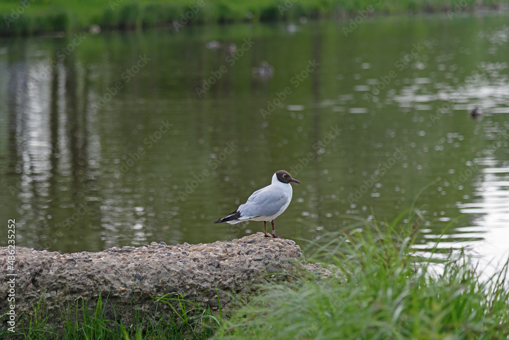 A lone dove sits on the ground on a sunny day A lone dove sits on the ground on a sunny day