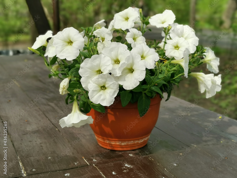A flower pot with a white petunia on a brown wooden table in the park on Elagin Island in St. Petersburg.. A flower pot with a white petunia on a brown wooden table in the park on Elagin Island in St. Petersburg..