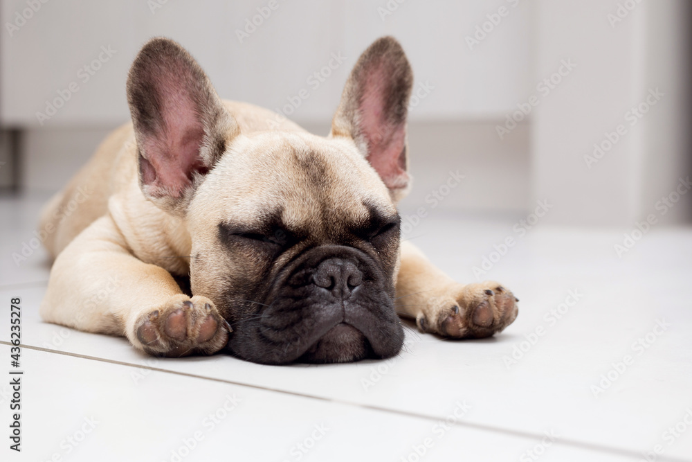 french bulldog puppy sleeping