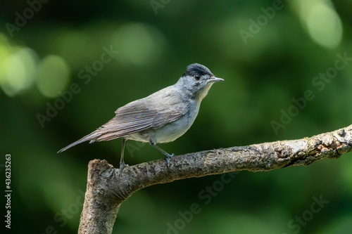 Blackcap male (Sylvia atricapilla) sitting on a branch in the forest of the Netherlands.         © Albert Beukhof