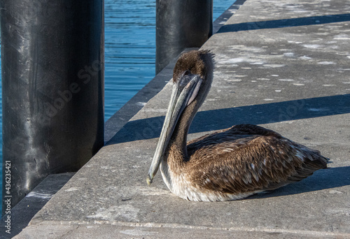 pelicans on the pier