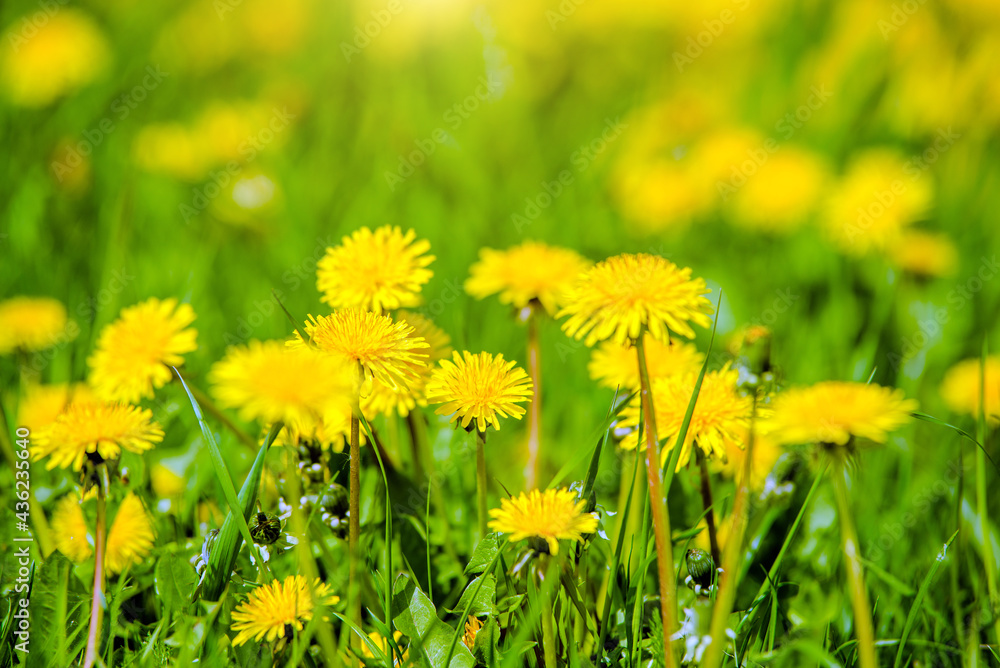 Lots of yellow dandelions on the green grass
Lots of yellow dandelions on the green grass