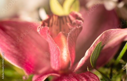 Red orchid flower close up. Selective focus. Summer, spring, holiday background. Greeting card