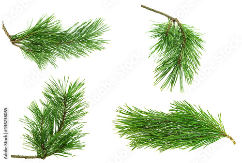 Set of isolated green pine branches. For Christmas decor. Green coniferous branches.