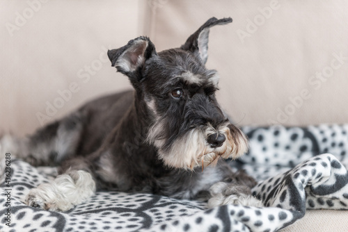 schnauzer thinking what to do next