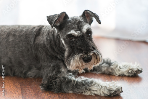 Fotomural schnauzer deep look