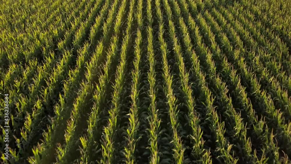 Aerial: Close-Up Shot Of Growing Crops In Field On Sunny Day Against Clear Sky - Oakley, Kansas Aerial: Close-Up Shot Of Growing Crops In Field On Sunny Day Against Clear Sky - Oakley, Kansas