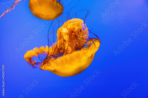 Close up shot of beautiful Chrysaora quinquecirrha swimming photo