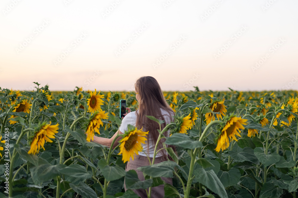 Girl walks through field of sunflowers at sunset and takes photo on smartphone. Eco-friendly lifestyle concept. Girl walks through field of sunflowers at sunset and takes photo on smartphone. Eco-friendly lifestyle concept.