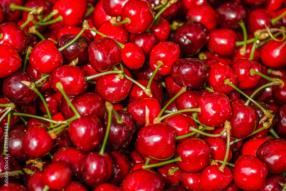 Picked, red, ripe cherry fruits in a wooden box, on a plantation in Novi Sad, Serbia-background. Picked, red, ripe cherry fruits in a wooden box, on a plantation in Novi Sad, Serbia-background.