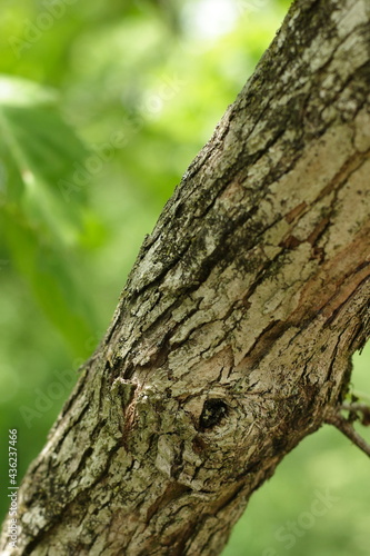 Macro of a tree branch in the summer