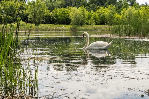Summer swan  Cygnus olor  