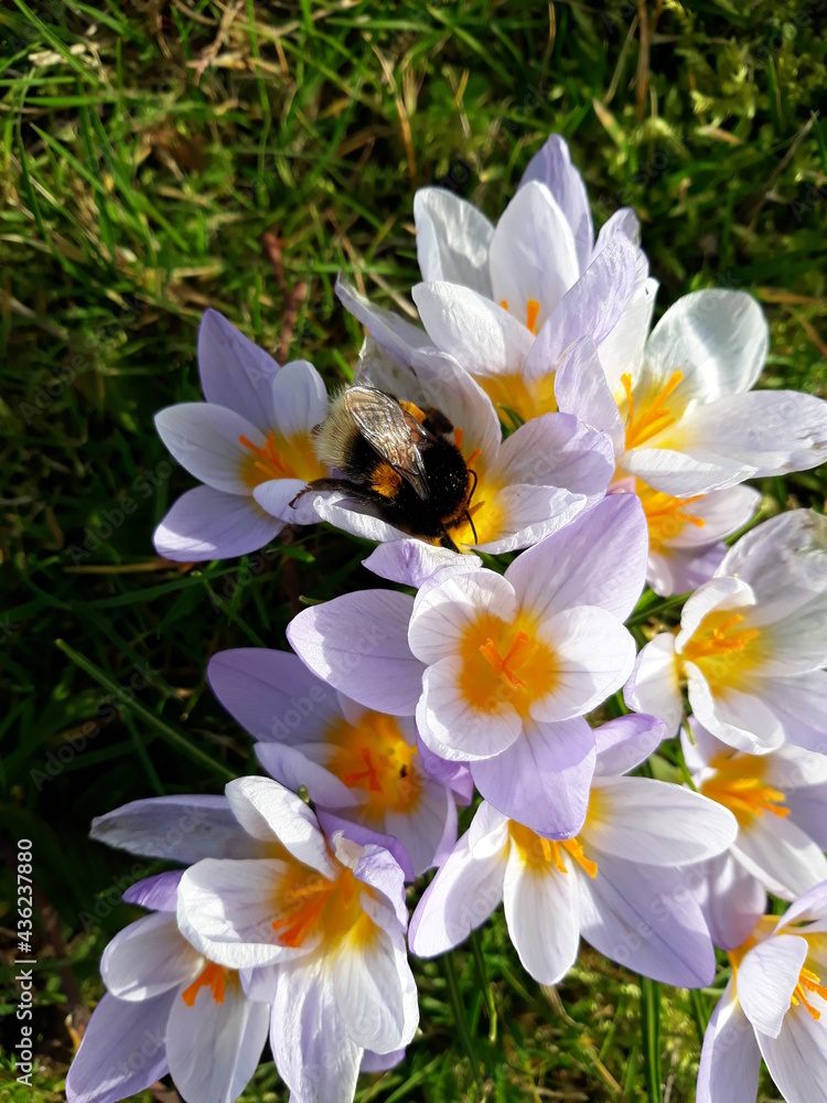 Bumblebee on flowers Bumblebee on flowers