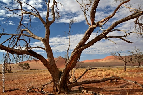 Sand dunes in the salt pan of Sossusvlei. Namib Naukluft National Park. Namibia. Africa. © Rostislav