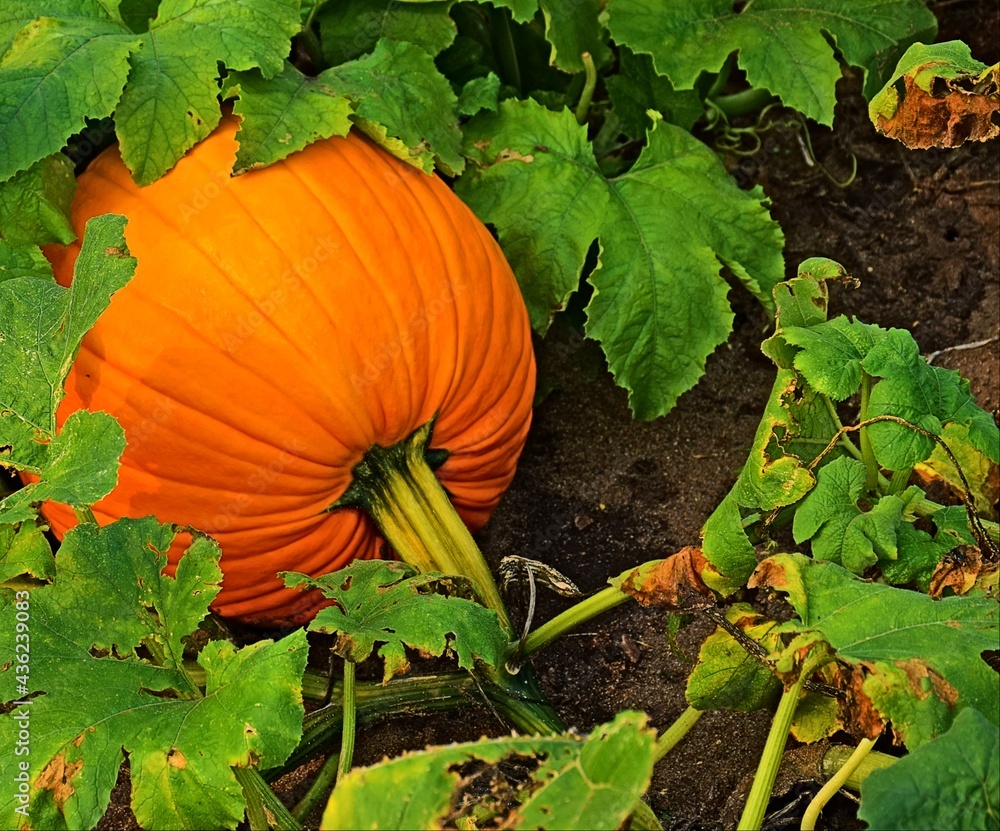 Obraz premium pumpkin on the ground