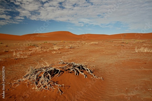 Sand dunes in the salt pan of Sossusvlei. Namib Naukluft National Park. Namibia. Africa. photo