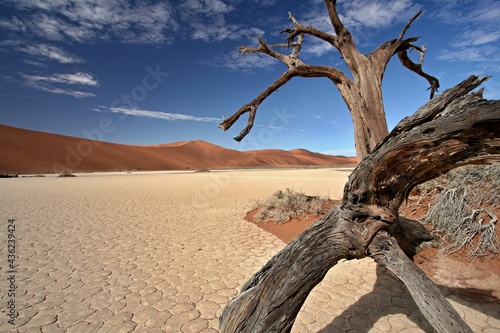 Deadvlei is a white clay pan located near the more famous salt pan of Sossusvlei  inside the Namib-Naukluft National Park in Namibia. Africa.