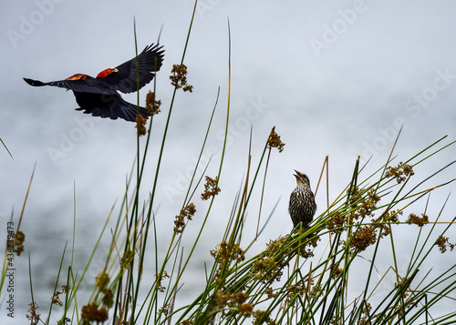 bird in the grass red winged black bird flying
