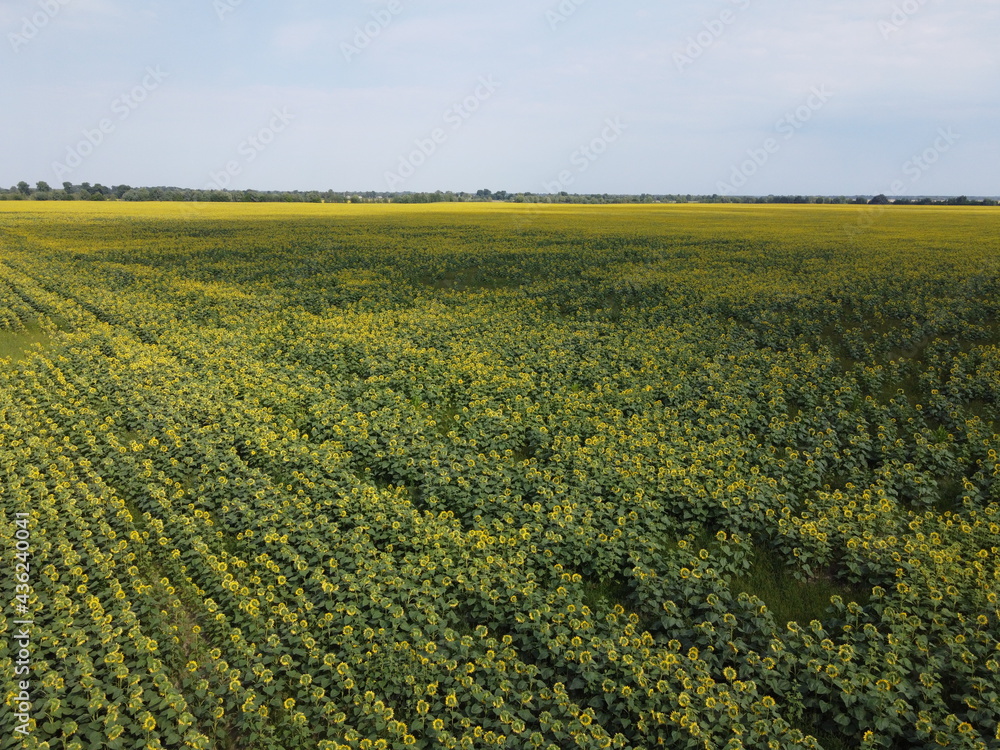 A picturesque field of sunflowers under a blue sky, aerial view. A farm field on a hot summer day, landscape. A picturesque field of sunflowers under a blue sky, aerial view. A farm field on a hot summer day, landscape.