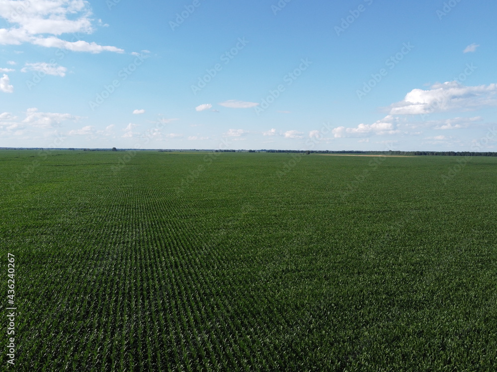 Obraz premium Huge cornfield on a sunny summer day, aerial view. Blue sky over green farm field, landscape.